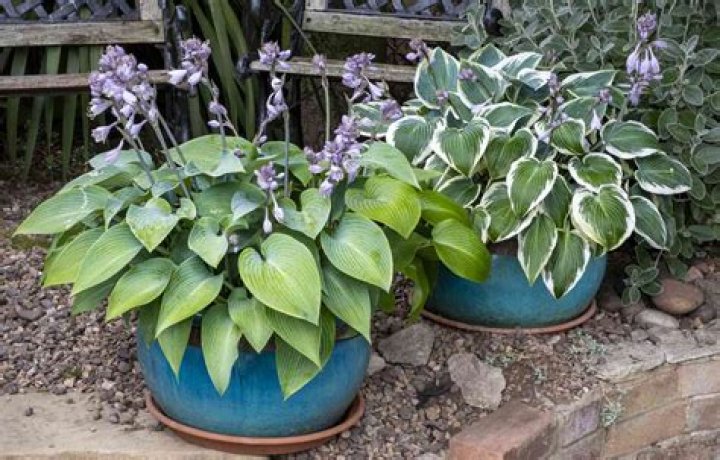 Do hostas grow year round?