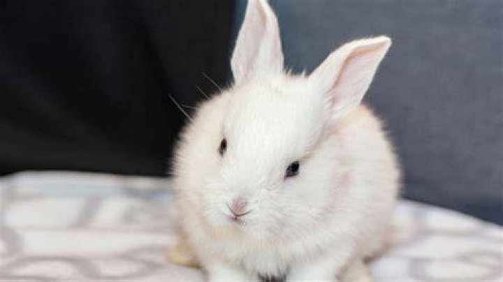 Does Cetaphil test on animals?