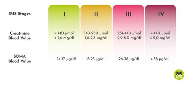 Is 133 creatinine level high?