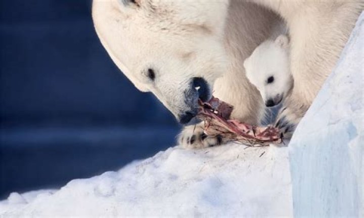 What eats a polar bear?