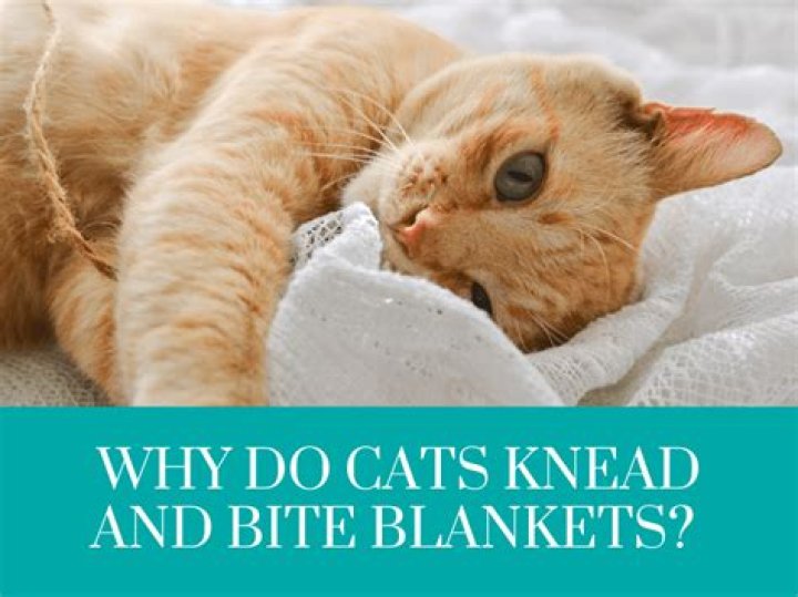 Why do cats knead blankets before lying down?