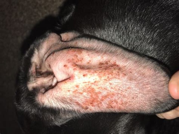 Why would a dog snap at its owner?